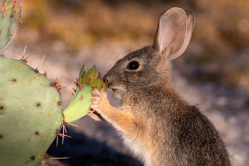 An adorable wild desert cottontail rabbit eating a prickly pear cactus flower bud in the Sonoran desert outside of Tucson, Arizona in the American Southwest. Green, brown and sandy colors along with white and black in this beautiful photograph.