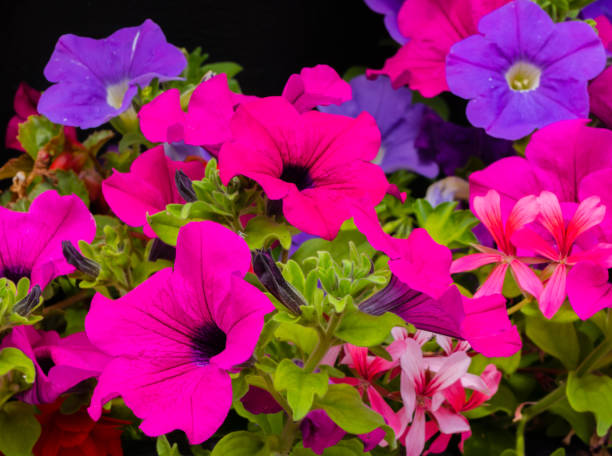 petunie rosa e viola - petunia foto e immagini stock