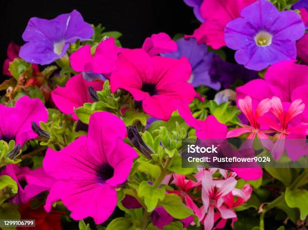 Pink And Purple Petunias Stock Photo - Download Image Now - Petunia, Variation, Close-up