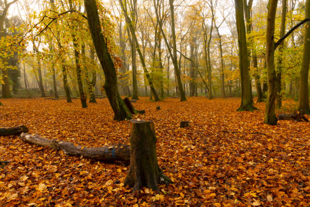 buchenwald im nebel mit herbstlichen farben - saturated color beech leaf autumn leaf stock-fotos und bilder