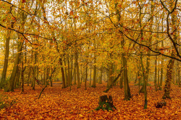 buchenwald im nebel mit herbstlichen farben - saturated color beech leaf autumn leaf stock-fotos und bilder