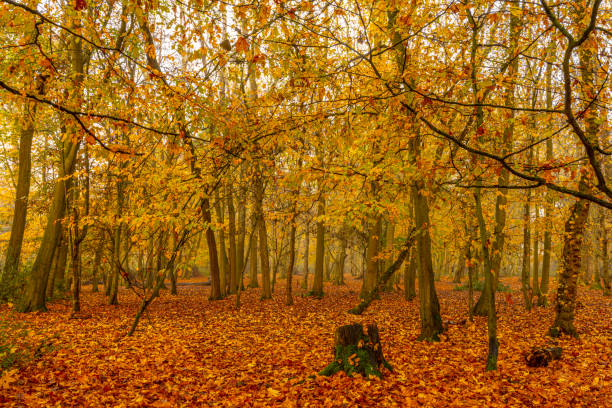 буковый лес в тумане с осенним�и цветами - saturated color beech leaf autumn leaf стоковые фото и изображения