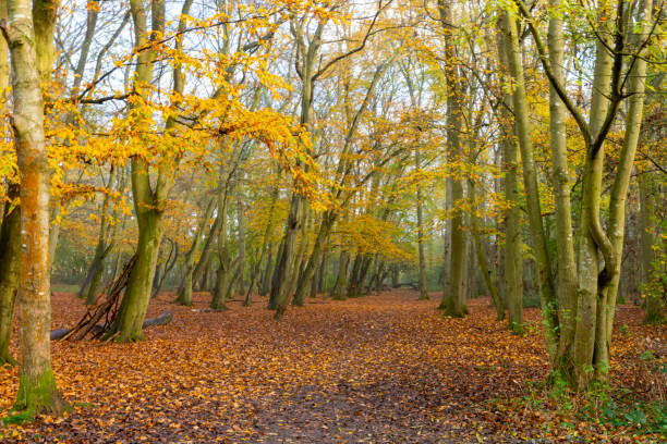 buchenwald im nebel mit herbstlichen farben - saturated color beech leaf autumn leaf stock-fotos und bilder