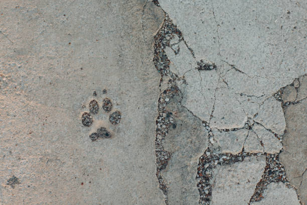 istock Dog foot print on concrete floor tile 1299110187