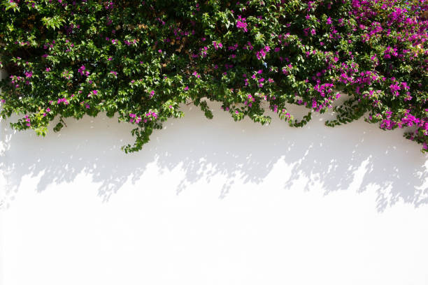 istock Pink flowers with green leaves blossoms on white wall 1299110220