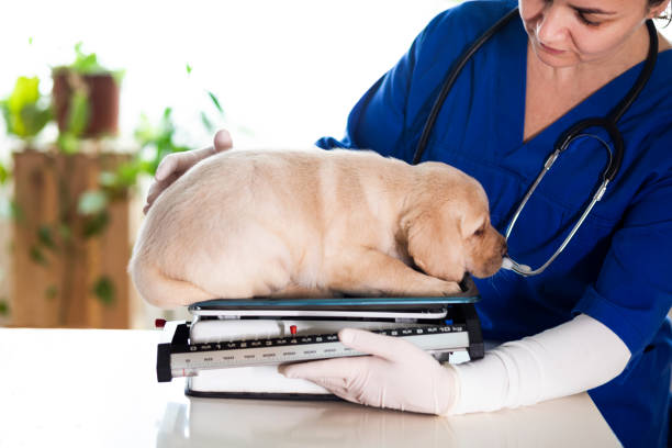 Veterinary Assistant Course in Lower Sackville