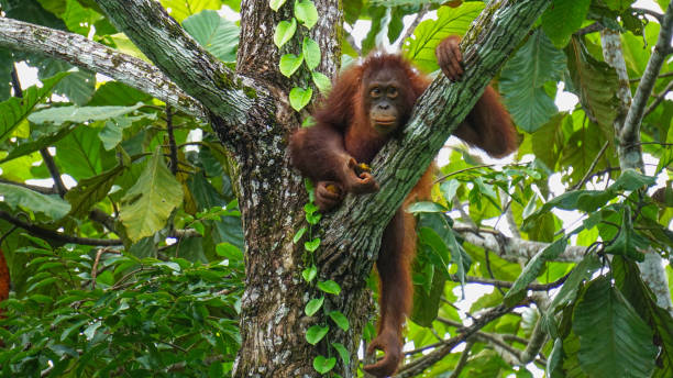 The Bornean orangutan (Pongo pygmaeus) stock photo