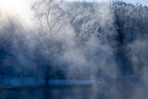 Great Oak Tree next to a river on a cold winter frosty morning in the Lake District, UK.