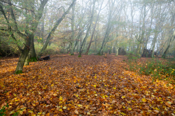 буковый лес в тумане с осенними цветами - saturated color beech leaf autumn leaf стоковые фото и изображения