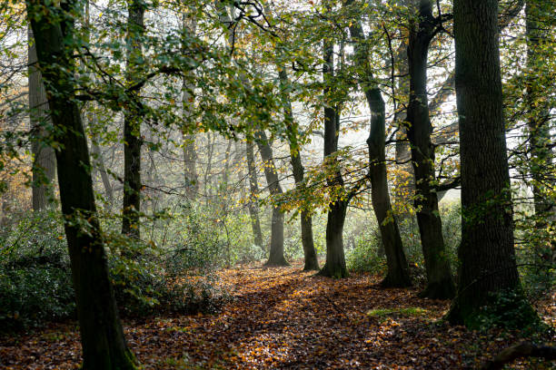 буковый лес в тумане с осенними цветами - saturated color beech leaf autumn leaf стоковые фото и изображения