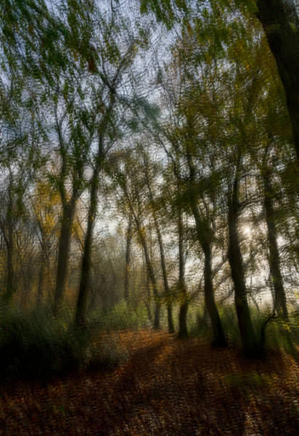 fondo abstracto de varias capas de un bosque - glade england autumn forest fotografías e imágenes de stock