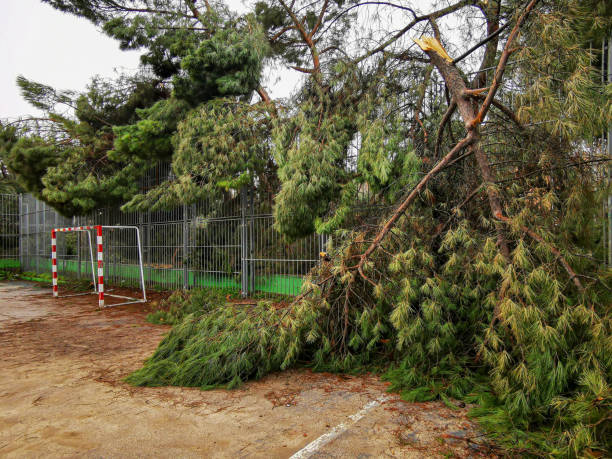 madrid, espagne-28 janvier 2021 : zones sportives couvertes de branches d’arbres tombées après le passage de la tempête filomena.  forêt cornée.  arbres cassés. - sportsman tree people recreational pursuit photos et images de collection