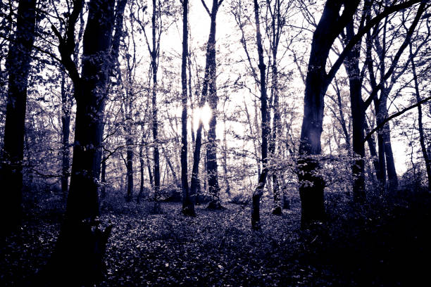 beech tree woodland in the mist - fog tree purple winter imagens e fotografias de stock