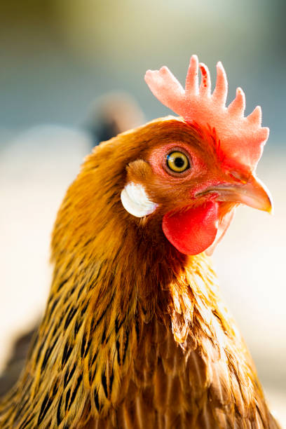 (foco seletivo) deslumbrante vista de perto de uma galinha pastando em uma fazenda na itália. retrato de uma galinha em um fundo desfocado. - turkey animal head bird white - fotografias e filmes do acervo