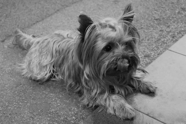 istock Dog Shih Tzu 1299119096