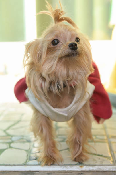 istock Brown puppy wearing red coat 1299120387