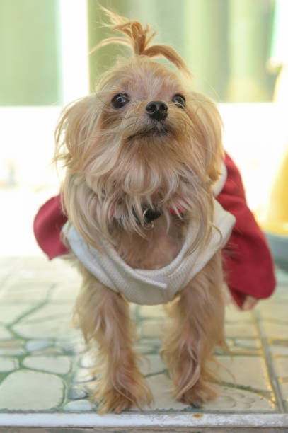 istock Brown puppy wearing red coat 1299120388