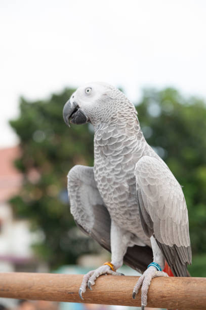 istock African gray parrot on blurred green background 1299120459