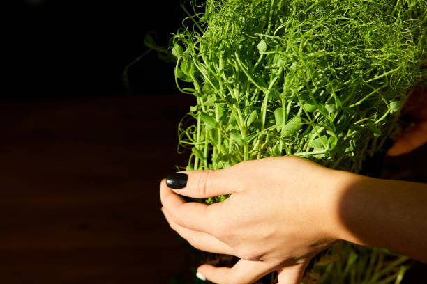 istock Woman take or put a microgreens at wooden table, hard light 1299121029