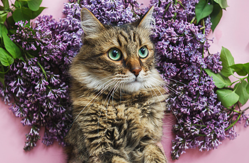 Cute tabby cat among lilac flowers on pink paper, top view. Hello spring, Cat Day concept