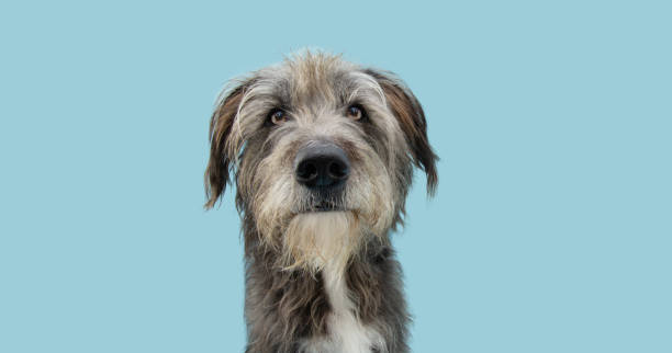 istock Portrait serious mixed-breed dog looking at camera, Isolated on pastel blue background. 1299122527