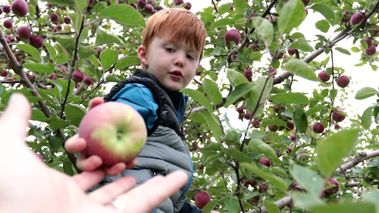 Young Redhead Boy Apple Picking with Family in Orchard Autumn