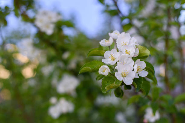 istock beautiful branch of a blossoming apple tree in spring 1299123760
