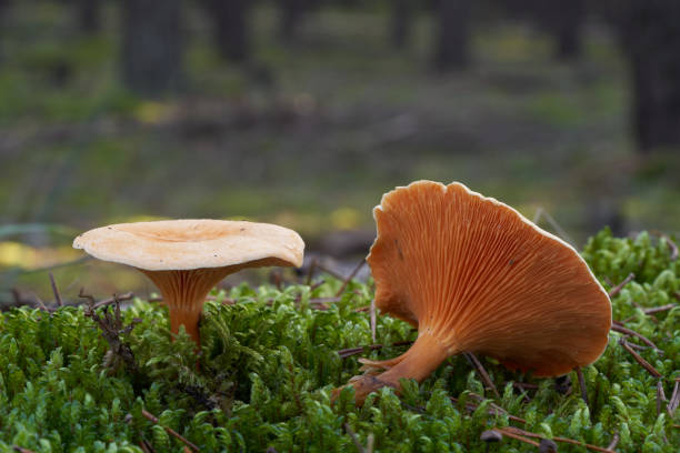 неодобный гриб hygrophoropsis aurantiaca в сосновом лесу. известный как ложная лисички. дикие оранжевые грибы, растущие во мхе. - moss fungus macro toadstool стоковые фото и изображения