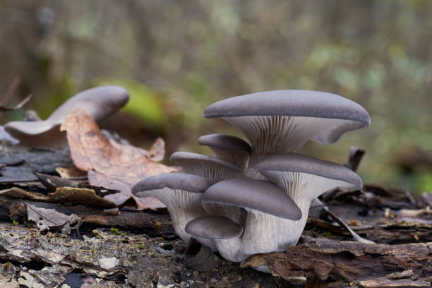 fungo commestibile pleurotus ostreatus nella foresta delle pianure alluvionali. conosciuto come fungo delle ostriche. gruppo di funghi ostrica selvatica che crescono sul legno. - funghi ostrica foto e immagini stock