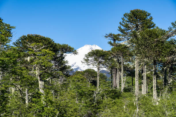 Llaima volcano in Conguillio National Park View of Llaima volcano from the Araucaria forests of Conguillio National Park in La Araucania region, east of Temuco, southern Chile araucaria araucana stock pictures, royalty-free photos & images