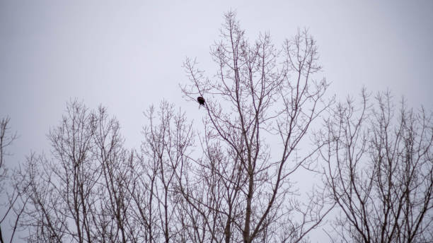 istock Red tail hawk in tree. Cold winter day in Canada with snow on tree and red tail hawk 1299128184