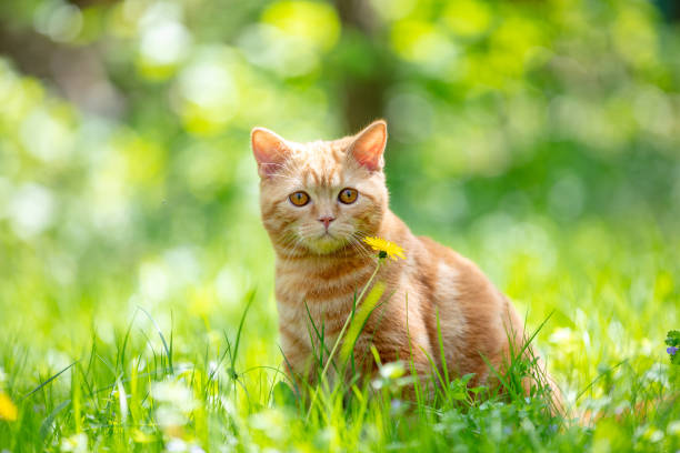istock Ginger kitten sitting in the grass on a sunny summer day 1299128378