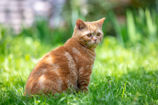 istock Ginger kitten sitting in the grass on a sunny summer day 1299128412