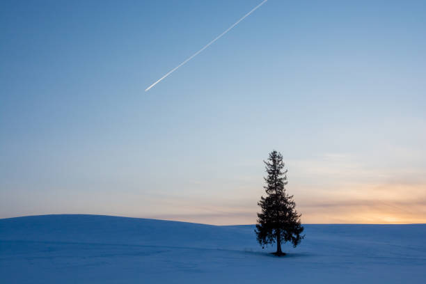 pine trees standing in the snow field and contrail in the dusk sky - pine sunset night sunlight imagens e fotografias de stock