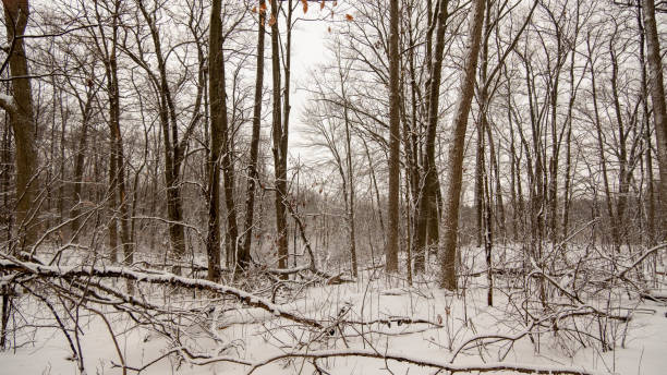 istock Snow covered trees in forest in Canada. Forest area on snowy winter day. 1299129159