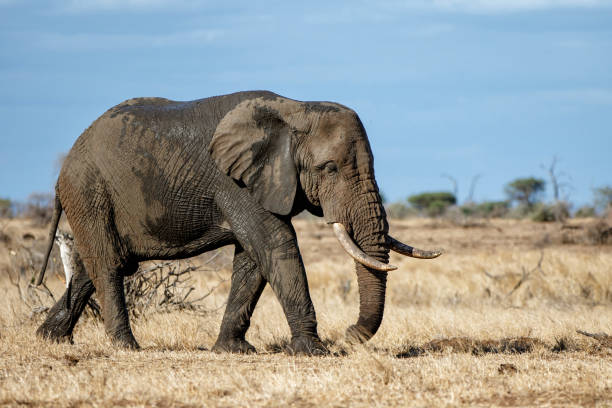 istock elephant in Kruger National Park in South Africa 1299129274