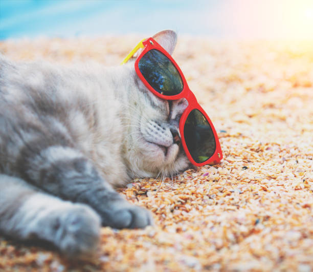 istock Siamese cat wearing sunglasses relaxing on the beach 1299129289