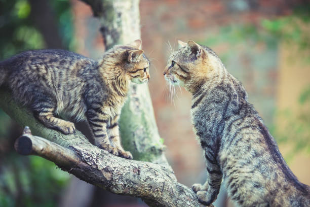 istock Two cats sit on a tree branch in the garden 1299129482