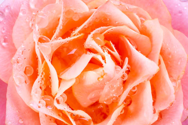 Beautiful rose