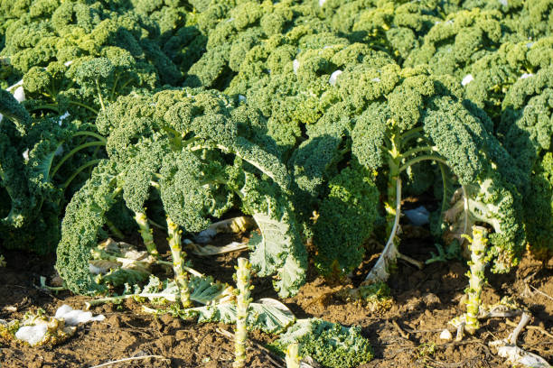 istock Kale (borecole) on an agricultural field in winter 1299130625