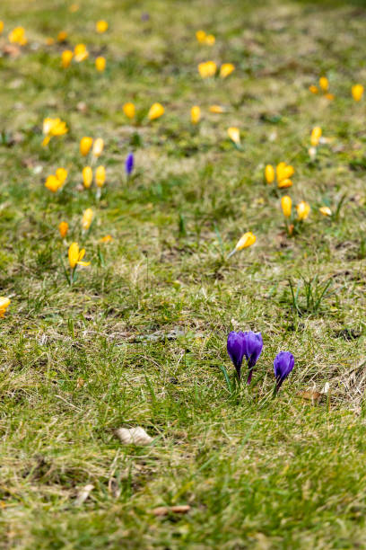 istock Small yellow and blue crocuses on small green glade 1299132103