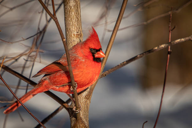 istock Male red cardinal, (Cardinalis cardinalis), cardinal bird 1299133218