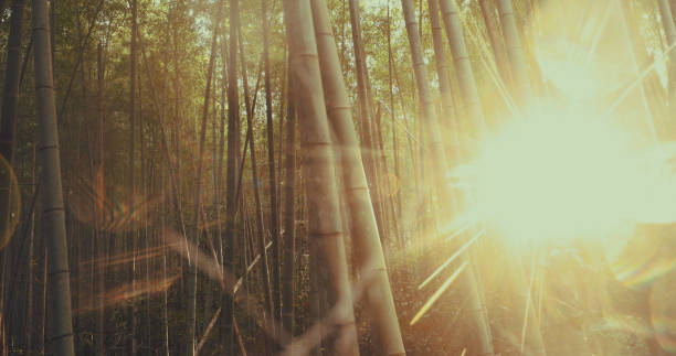 istock Bamboo forest and the Sun, what gives a more calming view? 1299134910
