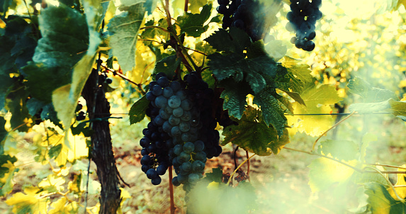 An image that portrays grape hanging from the vine. The background is light, late summer, almost harvest-season.