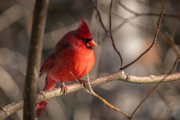 istock Male red cardinal, (Cardinalis cardinalis), cardinal bird in winter, winter. 1299134949
