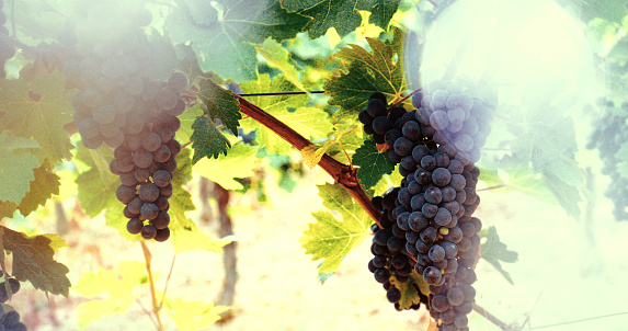 An image of grape almost ripen, inviting for harvest.