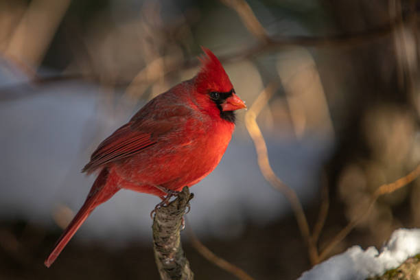istock Male red cardinal, (Cardinalis cardinalis), cardinal bird in winter, winter. 1299136180
