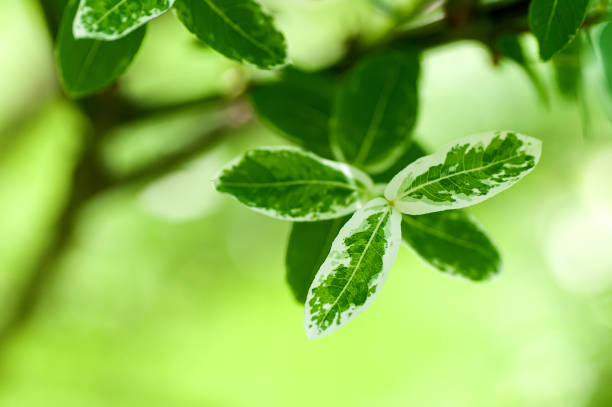 istock green leaves with white stripes, young leaves in spring, spring background 1299139534