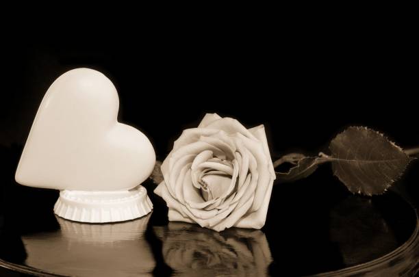 A white rose  shot from the top with a  very shallow depth of field.