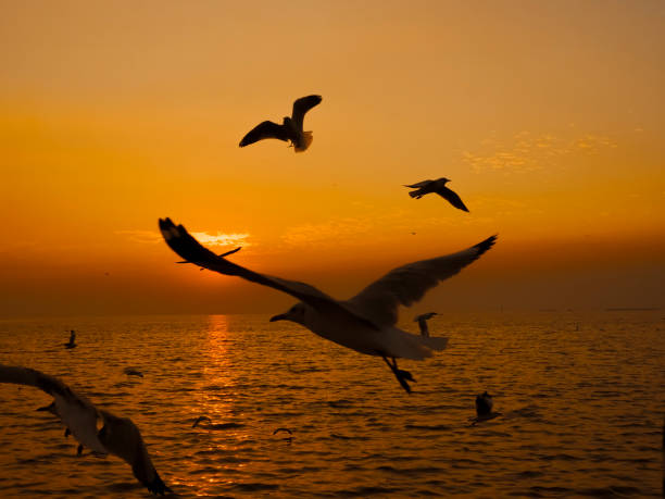 istock Sea Bird flying Silhouette sunset 1299139861